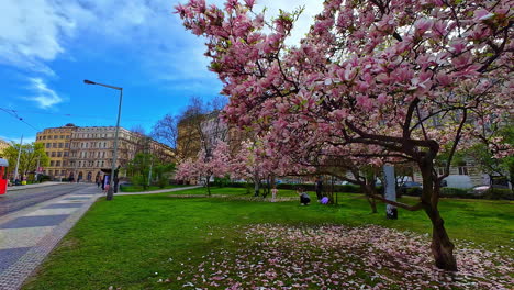 People-hang-out,-Czech-republic-urban-park-trees-with-pink-flowers-town-skyline-pathwalk-at-old-historic-european-City,-green-grass-area