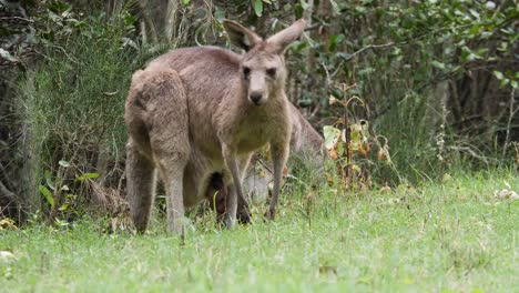 Ein-Neugeborenes-Kängurubaby,-Das-Im-Beutel-Seiner-Mutter-Geschützt-Ist,-Während-Sie-Sich-Von-Gras-Ernährt