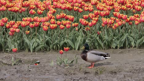 Mallard-duck-stands-in-front-of-a-tulip-field-in-Holland