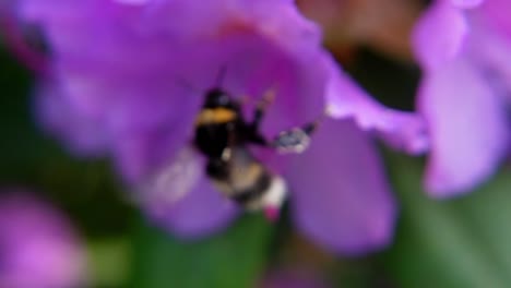 Flying-Bumblebee-Pollinating-Purple-Flower---Macro-Shot