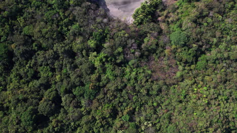 Top-down-aerial-shot-of-a-dense-forest-revealing-a-secluded-Cebaco-Island-beach
