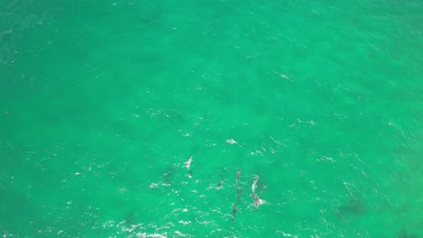 Dolphins-Swimming-In-Beautiful-Ocean-In-New-South-Wales,-Australia---Drone-Shot