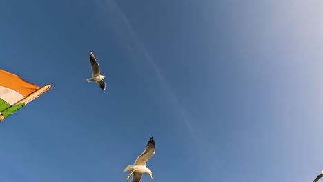 Against-backdrop-of-tranquil-blue-skies,-seagulls-gracefully-take-flight,-offering-minimalist-yet-captivating-video-background-that-evokes-sense-of-calm-and-openness