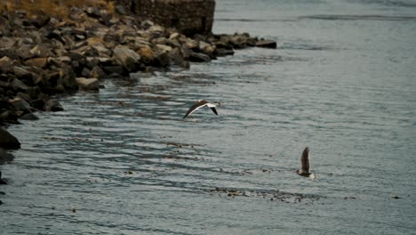 Delfinmöwenvögel-Fliegen-über-Plakat-Des-Weltuntergangs-In-Ushuaia,-Feuerland,-Argentinien,-Patagonien