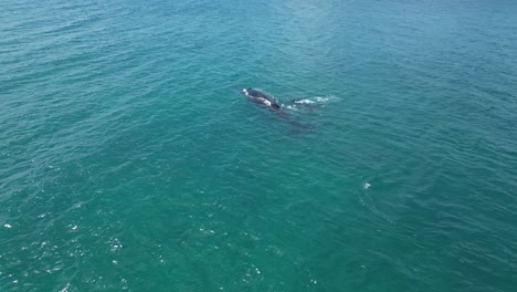 Ballenas-Jorobadas-Nadando-En-La-Superficie-Del-Agua-De-Mar