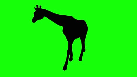 Die-Silhouette-Einer-Giraffe-Läuft-Auf-Einem-Greenscreen,-Perspektivische-Ansicht