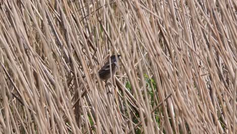 Bluethroat-hidden-in-the-waving-reeds-in-the-Dutch-polder