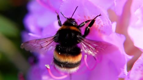 Large-Earth-Bumblebee-Collecting-Nectar-On-Pink-Flower-In-Bloom