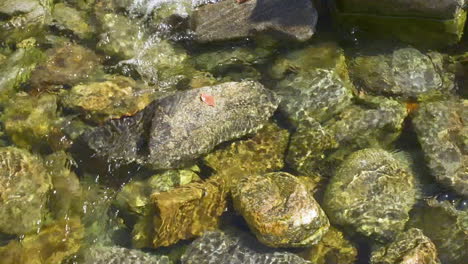 Nahaufnahme-Von-Mehreren-Glatten-Steinen-Und-Verschiedenen-Flusssteinen-In-Einem-Kleinen,-Langsam-Fließenden-Bach-Mit-Frischem,-Klarem-Wasser