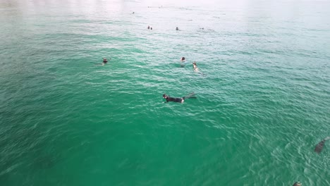 Schools-of-Hammerhead-sharks-swim-beneath-people-snorkeling-in-the-ocean-at-the-popular-Burleigh-Heads-beach