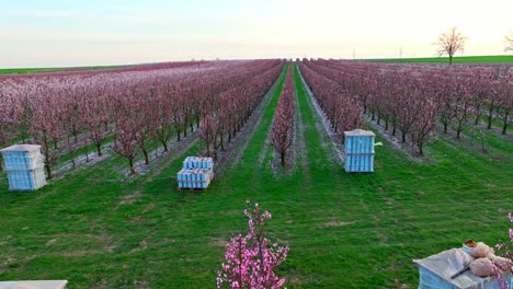 Fire-Pots-Next-To-Apricot-Trees-In-Bloom-In-Orchard