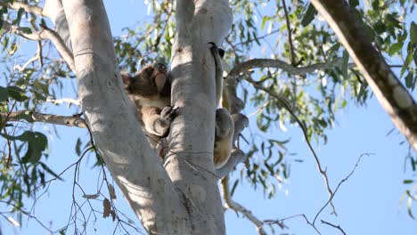 Koala-Salvaje-Descansando-Entre-Las-Ramas-De-Un-Eucalipto-Australiano-Nativo