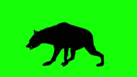 A-silhouette-of-a-hyena-walking-on-green-screen,-side-view