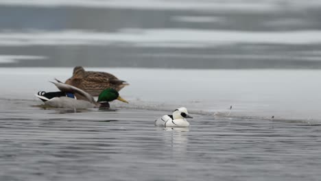 Mallard-duck-drake-flaps-wings,-steps-out-of-water-onto-ice