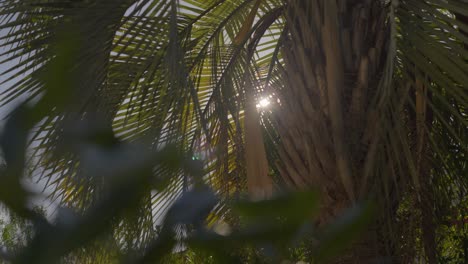 Scenic-shot-of-sunlight-behind-exotic-palm-tree