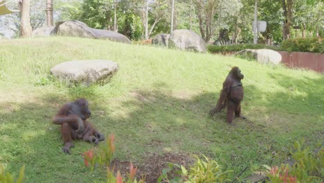 Dos-Orangutanes-En-Un-Día-Soleado-Sobre-El-Césped