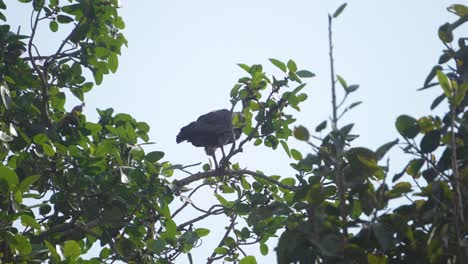 A-White-rumped-vulture-or-Gyps-bengalensis-bird-perching-or-resting-in-its-nest-on-a-tree-branch-in-Ghatigao-area-of-Madhya-Pradesh-India