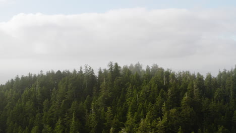 Slow-rise-over-Oregon-Coast-forest-revealing-foggy-Pacific-Ocean,-aerial-view