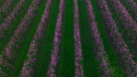 Hileras-De-Albaricoqueros-Japoneses-En-Flor-En-La-Granja