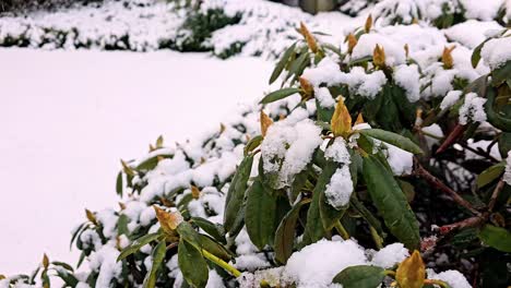 Snow-covered-bush-with-a-few-leaves-still-visible