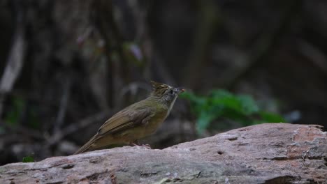 Seen-on-a-log-facing-to-the-right-while-foraging-then-flies-away,-Puff-throated-Bulbul-Alophoixus-pallidus,-Thailand