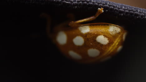 Orange-Marienkäfer-Halyzia-Sedecimguttata-Kriecht-Ins-Versteck