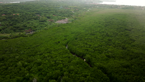 üppiger-Grüner-Indonesischer-Regenwald,-Mangrove-Point,-Nusa-Lembongan