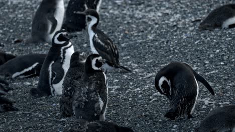 Magellanic-penguins-in-covered-with-feathers-Isla-Martillo,-Ushuaia,-Argentina