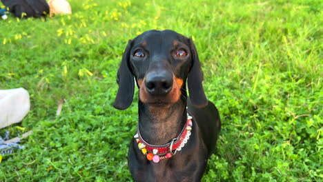 Very-cute-black-dachshund-dog-with-a-necklace-standing-on-green-grass-in-a-park,-sweet-wiener-dog,-sausage-dog-pet,-4K-shot