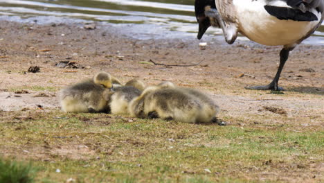 Canada-Goose-Goslings-Resting-and-Sleeping-Together-with-Mother-Nearby
