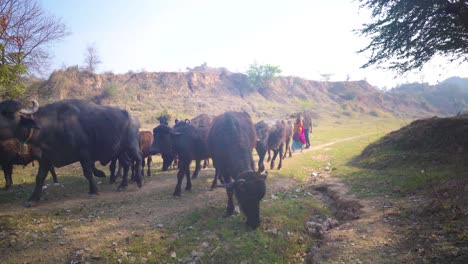Búfalos-Pastando-En-El-Valle-Del-Río-Chambal-Con-Sus-Pastores-Y-Aldeanos-En-Un-Paisaje-De-Páramo-Semiárido-En-Beehad-De-Morena,-Madhya-Pradesh,-India