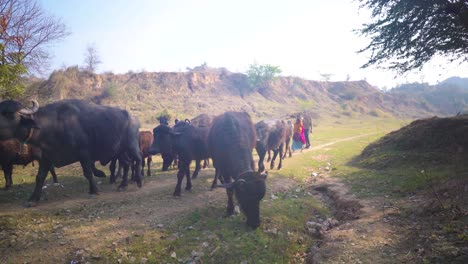 Buffaloes-grazing-in-Chambal-River-Valley-with-their-shepherds-and-villager-in-semi-arid-moor-landscape-in-Beehad-of-Morena-Madhya-Pradesh-India