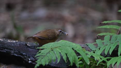 Seen-on-a-log-just-behind-some-fern-eating-some-worms,-Abbott's-Babbler-Malacocincla-abbotti,-Thailand