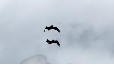 Two-pelicans-flying-overhead-through-clouds-and-bright-blue-sky-then-flying-out-of-the-shot