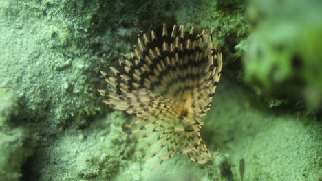 Sabella-Spallanzanii-Versteckt-Sich-Zwischen-Den-Korallenriffen-Des-Roten-Meeres-Von-Ägypten,-Haetewürmer-Aus-Der-Familie-Der-Sabellidae