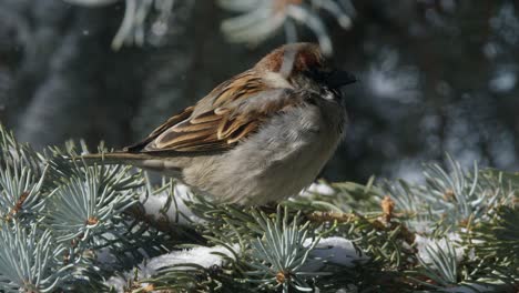 Close-up-male-House-Sparrow-sits-on-snowy-spruce-needle-branch,-winter