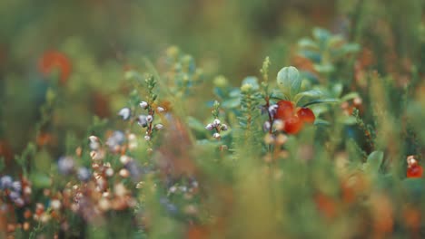 Miniatur-Cranberry-Sträucher-Und-Verwelkende-Heideblüten-In-Der-Herbsttundra