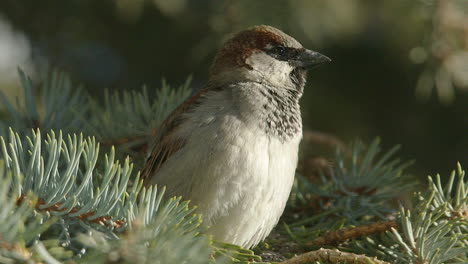 Young-male-House-Sparrow-chirps-from-branch-of-spruce-tree,-close-up