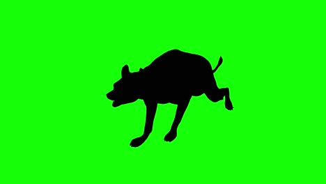 A-silhouette-of-a-hyena-running-on-green-screen,-perspective-view