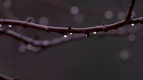Fresh-Nature-With-Small-Branches-Wet-In-Dewdrops