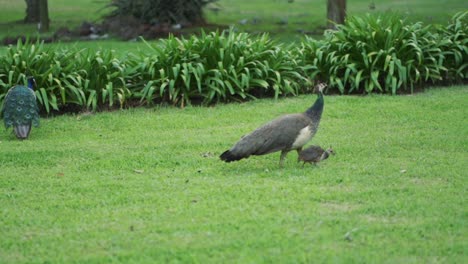 Family-of-three-peacocks,-Pavo-cristatus,-stroll-through-a-green-grass-field