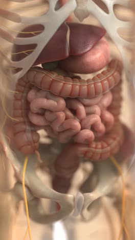 Vertical-video-of-Human-digestive-system-animations-|-Animated-Large-intestine-in-Vertical-|-irritable-bowel-syndrome-in-Vertical-format
