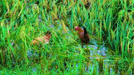 Chicken-eating-paddy-grain-from-rice-plant-submerged-in-flood-water