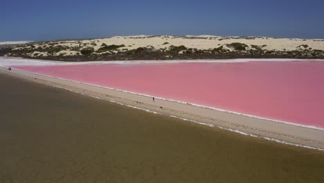 Aerial-Drone-view-of-the-pink-Lake-MacDonnell,-Eyre-Peninsula,-South-Australia