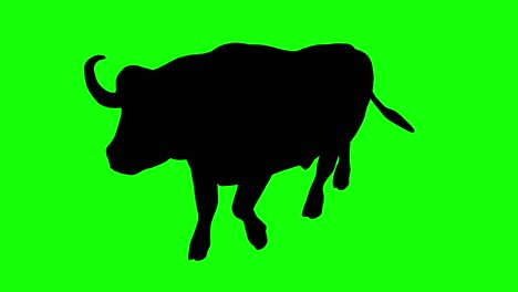 A-silhouette-of-a-buffalo-walking-on-green-screen,-perspective-view