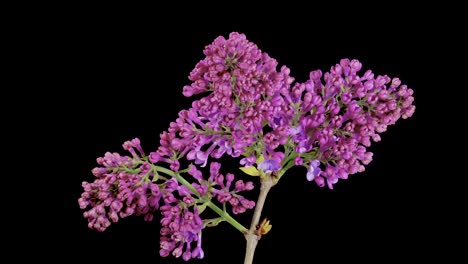 A-delicate-sprig-of-vibrant-purple-lilac,-gracefully-isolated-against-a-black-background,-the-essence-of-blossoming-flowers-in-a-stunning-visual-portrayal