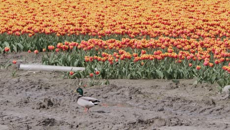 Mallard-walks-past-a-red-and-yellow-tulip-field-in-Holland