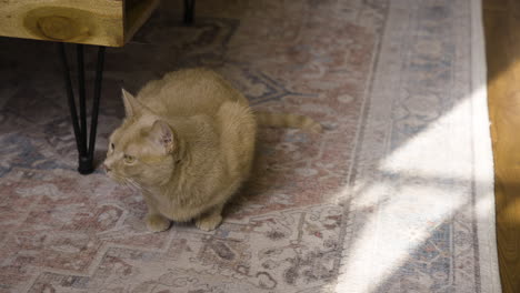 Orange-cat-looks-side-to-side-gazing-and-watching-as-it-lays-on-carpet-in-home