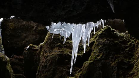 Water-dripping-off-imelting-icicles-hanging-off-cliff-in-early-Spring