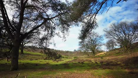 Revelación-Natural-Del-Famoso-Paisaje-Holandés-De-Veluwe-Detrás-De-Un-árbol-En-Primera-Persona